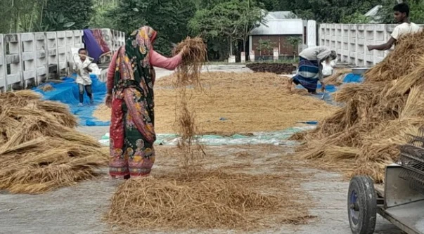 ধান শুকাতে দুই সেতু দখল, সিরাজগঞ্জে বন্ধ পথচারীর চলাচল
